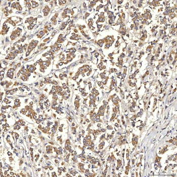 OAT3/SLC22A8 Antibody