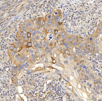 OAT3/SLC22A8 Antibody