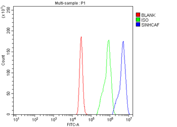 SINHCAF Antibody