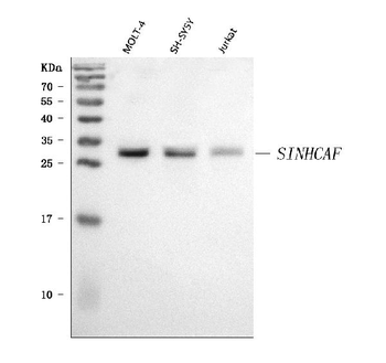 SINHCAF Antibody