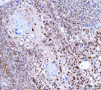 SINHCAF Antibody