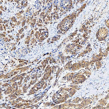 SINHCAF Antibody