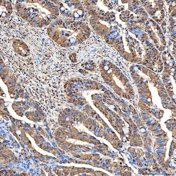 SINHCAF Antibody