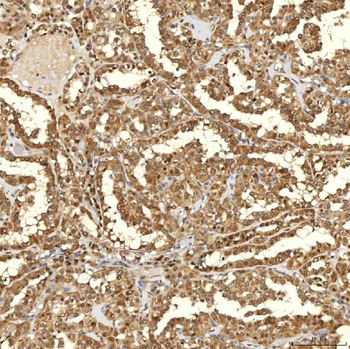 SINHCAF Antibody