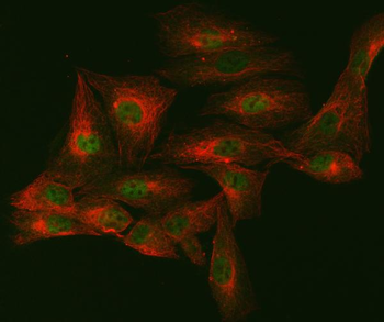 mSin3A/SIN3A Antibody