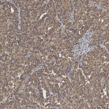 mSin3A/SIN3A Antibody