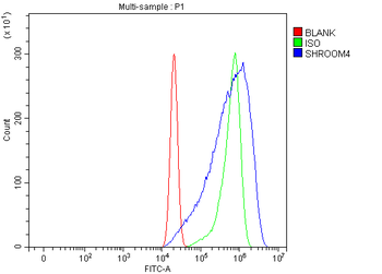 SHROOM4 Antibody