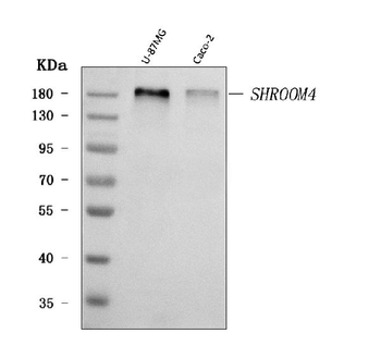 SHROOM4 Antibody