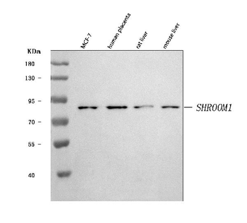 SHROOM1 Rabbit Polyclonal Antibody