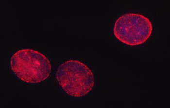 SHQ1 Antibody