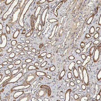 SHQ1 Antibody