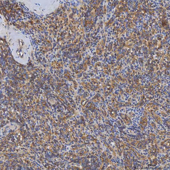 SHQ1 Antibody