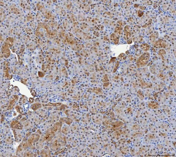 SHQ1 Antibody