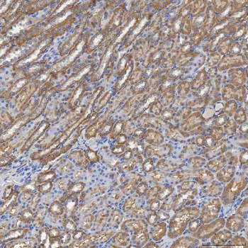 SHQ1 Antibody