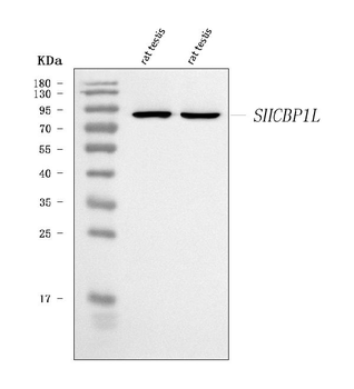 SHCBP1L Rabbit Polyclonal Antibody