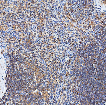 SH2D4A Antibody