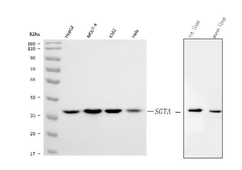 SGTA Rabbit Polyclonal Antibody