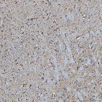 SFXN5 Antibody