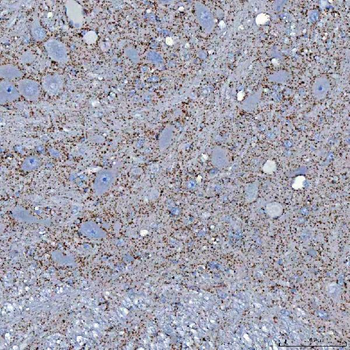 SFXN5 Antibody