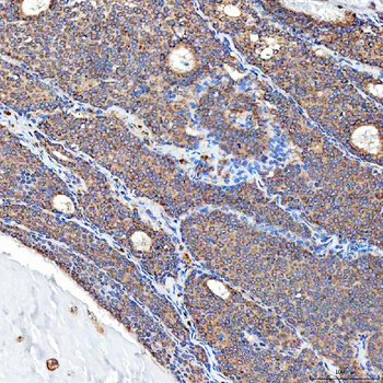 SFXN5 Antibody
