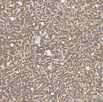 SFXN5 Antibody