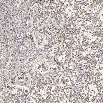 SFXN5 Antibody