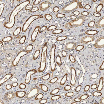 SFXN5 Antibody
