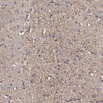SFXN5 Antibody