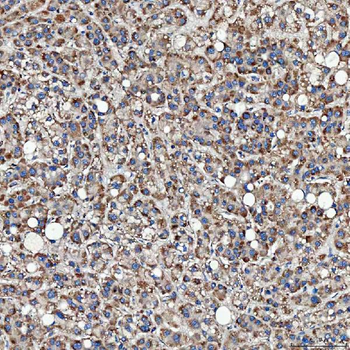 SFXN3 Antibody