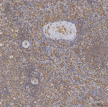 SFXN3 Antibody