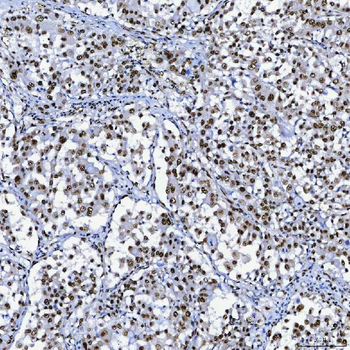 SF3B3 Antibody
