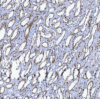 SF3B3 Antibody