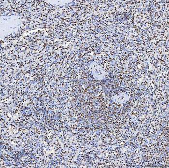 SF3B3 Antibody