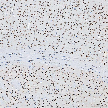 SF3B3 Antibody