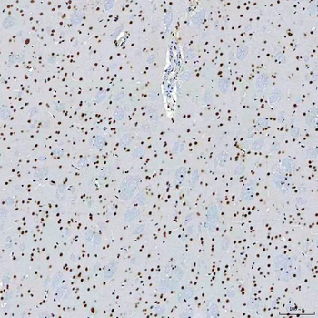 SF3B3 Antibody
