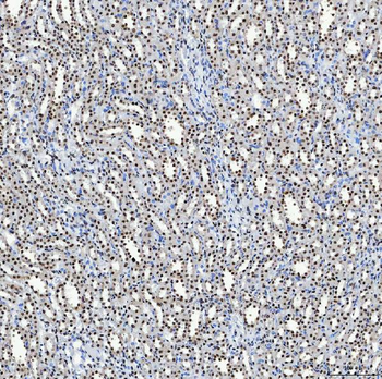 SF3B3 Antibody