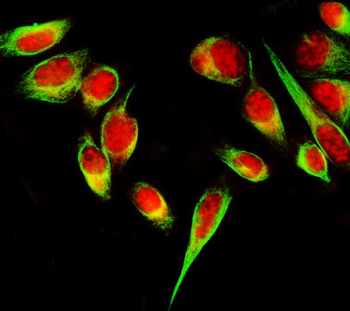 SF3B3 Antibody