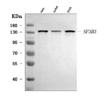 SF3B3 Antibody