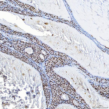 SF3B3 Antibody