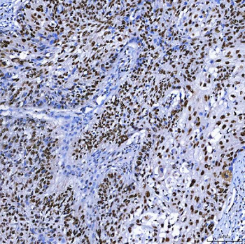 SF3B3 Antibody