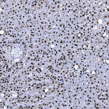 SF3B3 Antibody