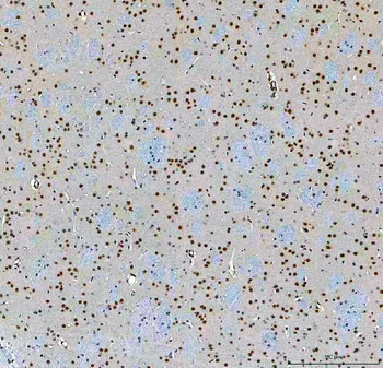 SF3A3 Antibody