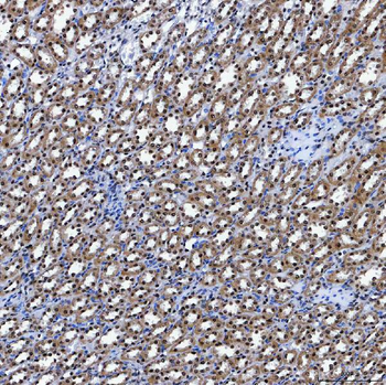 SF3A3 Antibody
