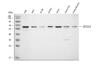 SF3A3 Antibody