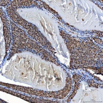 SF3A3 Antibody