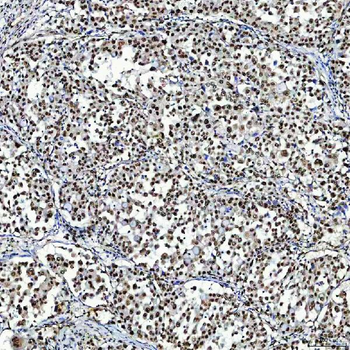 SF3A3 Antibody