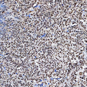 SF3A3 Antibody