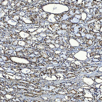SF3A3 Antibody