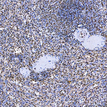 SF3A3 Antibody