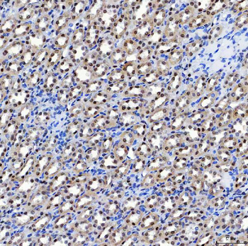 SF3A1 Antibody